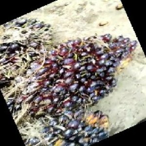 unripe_train (367).jpg