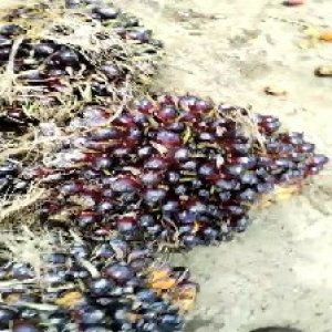 unripe_train (368).jpg