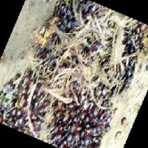 unripe_train (369).jpg