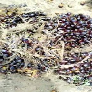 unripe_train (370).jpg