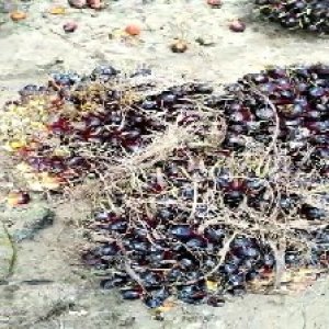 unripe_train (371).jpg