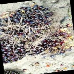 unripe_train (372).jpg