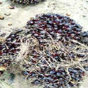 unripe_train (373).jpg