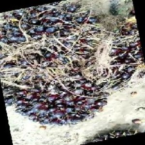 unripe_train (374).jpg