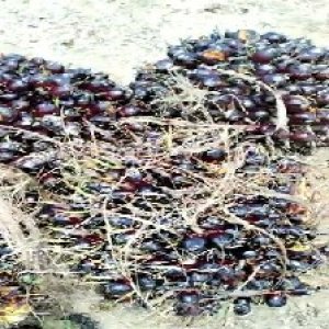 unripe_train (375).jpg