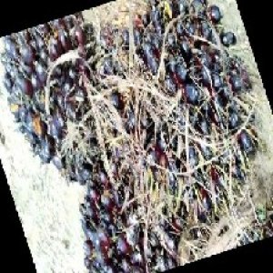 unripe_train (376).jpg