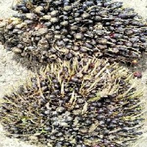 unripe_train (377).jpg