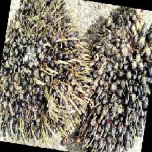 unripe_train (378).jpg