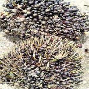 unripe_train (379).jpg