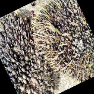 unripe_train (380).jpg