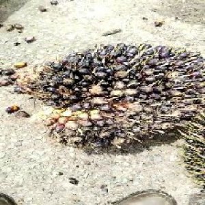 unripe_train (382).jpg