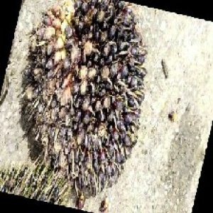 unripe_train (383).jpg