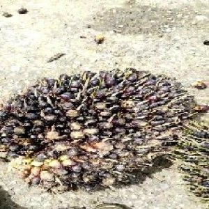 unripe_train (384).jpg