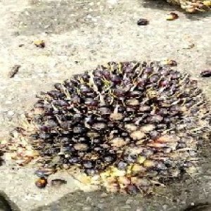 unripe_train (385).jpg