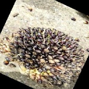 unripe_train (386).jpg