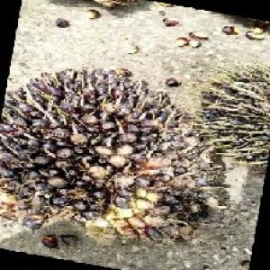 unripe_train (387).jpg