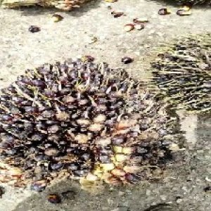 unripe_train (388).jpg