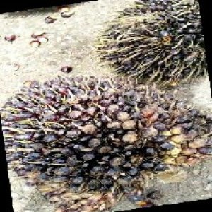 unripe_train (389).jpg