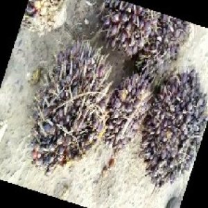 unripe_train (39).jpg