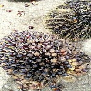 unripe_train (390).jpg