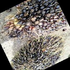 unripe_train (391).jpg