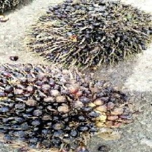 unripe_train (392).jpg