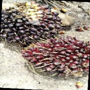 unripe_train (393).jpg