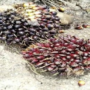 unripe_train (394).jpg