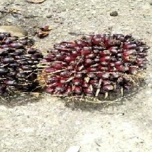 unripe_train (395).jpg