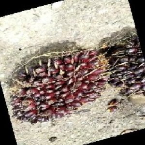 unripe_train (396).jpg