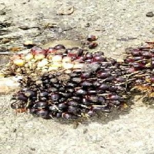 unripe_train (397).jpg