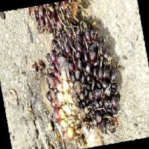 unripe_train (398).jpg