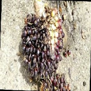 unripe_train (399).jpg