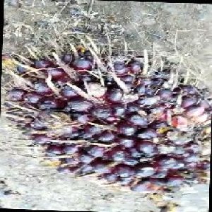 unripe_train (4).jpg