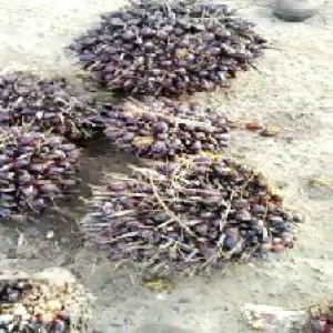 unripe_train (40).jpg