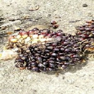 unripe_train (400).jpg