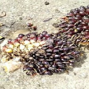 unripe_train (401).jpg