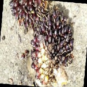 unripe_train (402).jpg