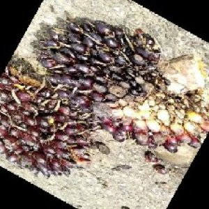 unripe_train (403).jpg