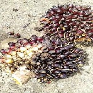 unripe_train (404).jpg