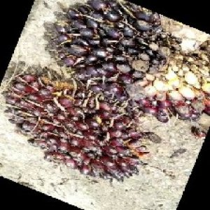 unripe_train (405).jpg