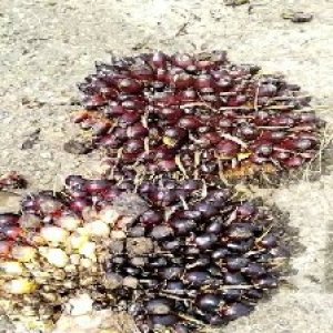 unripe_train (406).jpg