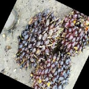 unripe_train (407).jpg