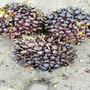 unripe_train (408).jpg