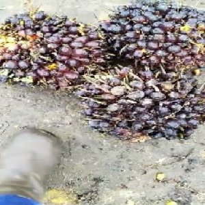 unripe_train (409).jpg