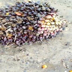 unripe_train (41).jpg