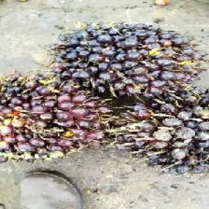 unripe_train (411).jpg