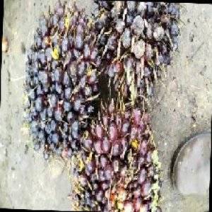 unripe_train (412).jpg