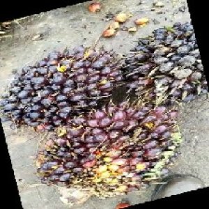 unripe_train (413).jpg