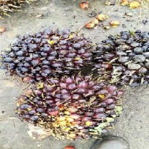 unripe_train (414).jpg